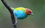 Bay-headed Tanager